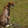 a11---cheetah-and-mom1