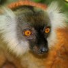 a12---lemur-cu