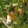 a18---lioness-yawning-in-bushes